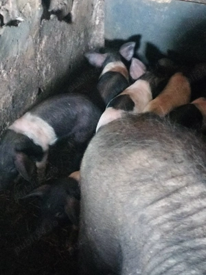 Purcei de 7-8 sapt  - imagine 4