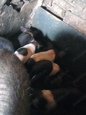 Purcei de 7-8 sapt  - imagine 3