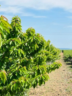 Vand teren agricol cu livada   aprox. 11.000 mp   Urleta (Prahova), zona Aerodrom