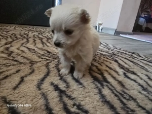 Vând căței bichon - imagine 4