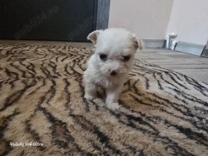 Vând căței bichon - imagine 5