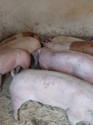 vând porci de carne. 90..1  kg