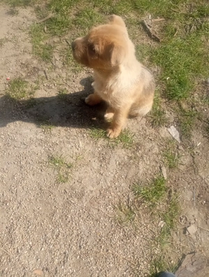 de vanzare  - imagine 4