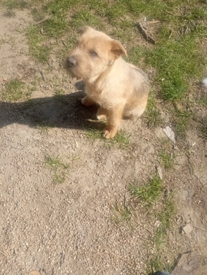 de vanzare  - imagine 3