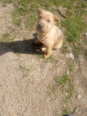 de vanzare  - imagine 2