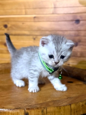  Puiuti British Shorthair isi cauta camin 