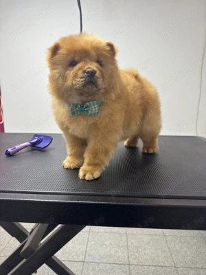 Vând cățel Chow Chow 