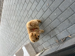Vând cățel Chow Chow  - imagine 3
