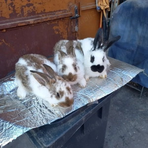 Iepurasii de vanzare - imagine 3