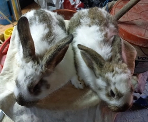 Iepurasii de vanzare - imagine 5