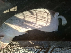 Vând purcea - imagine 3