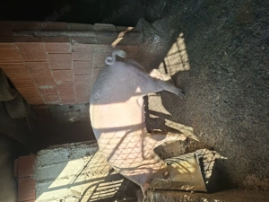 Vând purcea - imagine 5