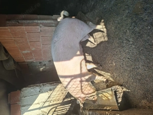 Vând purcea - imagine 4