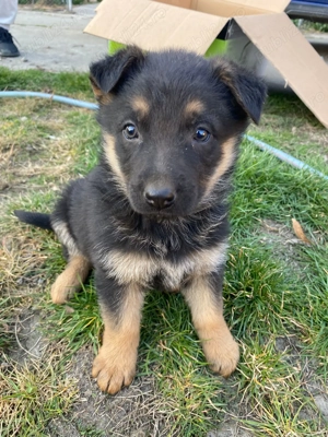 Pui Ciobanesc german - imagine 2