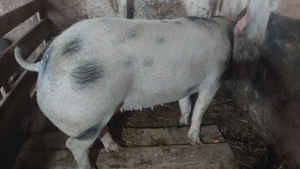 Scroafa pentru reproducere sau sacrificat