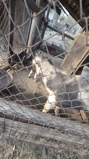 porc de vanzare  - imagine 2