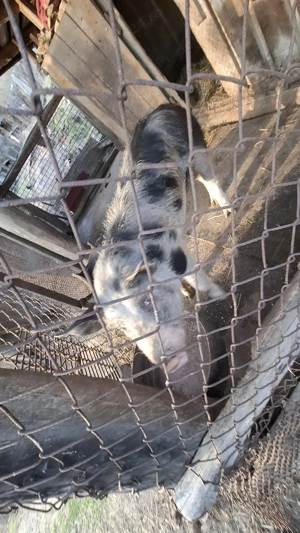 porc de vanzare  - imagine 4