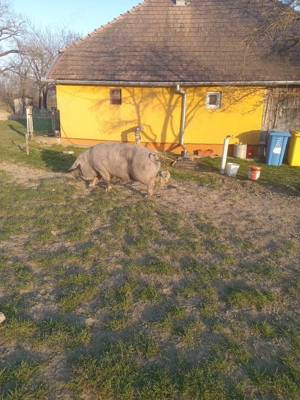 De vinzare - imagine 2