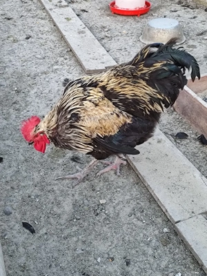 Cocoș..... - imagine 2