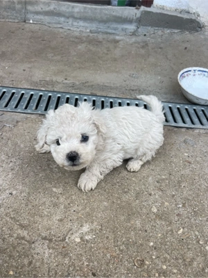 catei bichon frise - imagine 4