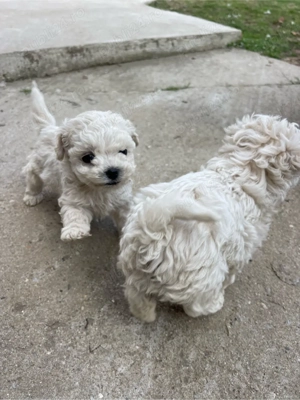 catei bichon frise - imagine 2