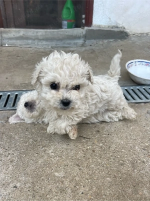 catei bichon frise - imagine 3