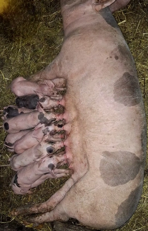 vând scroafă cu purcei  - imagine 3