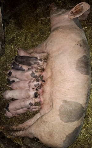 vând scroafă cu purcei  - imagine 4