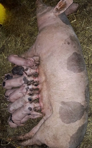 vând scroafă cu purcei  - imagine 5