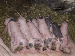 vând scroafă cu purcei  - imagine 2