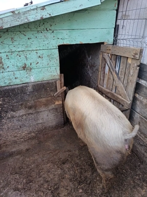 vand jumătate de porc 