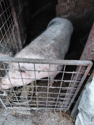 vând porc  - imagine 3