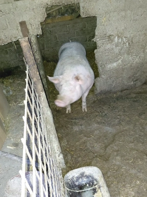 vând porc  - imagine 2