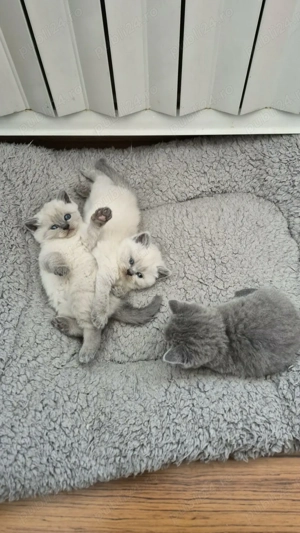 Pisici British short hair