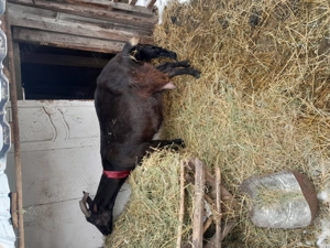 Vand capre și țap rasă alpina - imagine 2