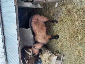 Vand capre și țap rasă alpina - imagine 5