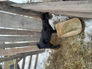 Vand capre și țap rasă alpina - imagine 3