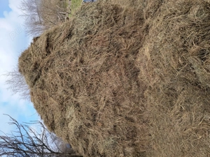 Se vinde baloți și fîn vrac.   trifoi cu fîn amestecat 