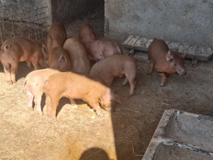 Duroc cu pietran în vârstă de sase 6 saptamani mai multe detalii la numărul de telefon      - imagine 3