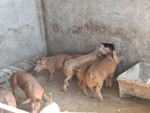 Duroc cu pietran în vârstă de sase 6 saptamani mai multe detalii la numărul de telefon      - imagine 4