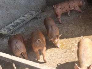 Duroc cu pietran în vârstă de sase 6 saptamani mai multe detalii la numărul de telefon      - imagine 5