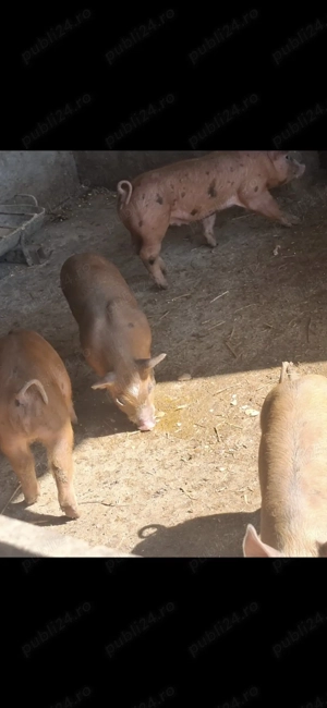 Duroc cu pietran în vârstă de sase 6 saptamani mai multe detalii la numărul de telefon      - imagine 2