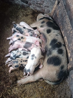 Vând scroafa cu purcei 