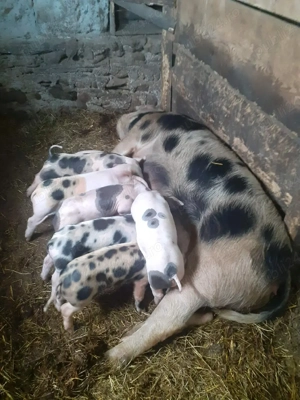 vand scroafa cu 9  - imagine 2