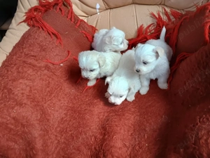 disponibil căței bichon maltez mini toy vaccinați și cu carnet  - imagine 2