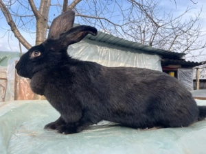 Femelă fluture german janet  - imagine 3