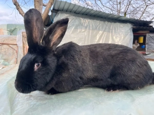 Femelă fluture german janet  - imagine 4