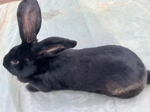 Femelă fluture german janet  - imagine 2