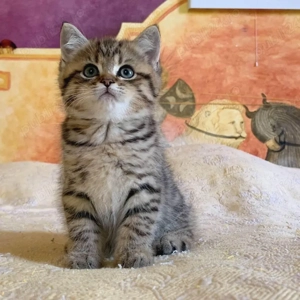 British Shorthair  - imagine 2