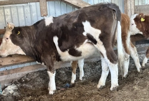 Se vinde juninca de 1.8 luni 